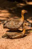 Red-winged tinamou perched on back of another