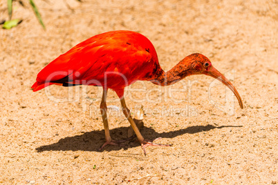 Scarlet ibis walking on sand in sunshine