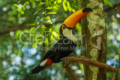 Toco toucan on branch lifting up beak