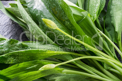 wild garlic