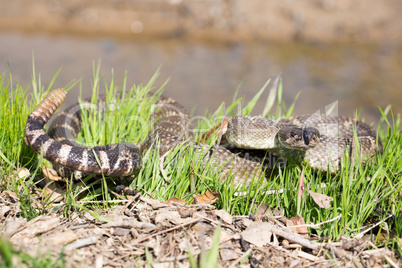 Northern Pacific Rattlesnake - Crotalus oreganus oreganus