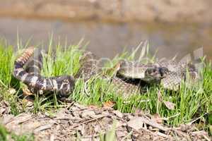 Northern Pacific Rattlesnake - Crotalus oreganus oreganus