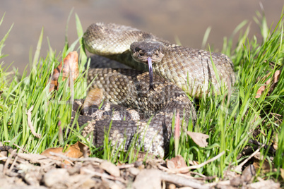 Northern Pacific Rattlesnake - Crotalus oreganus oreganus