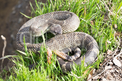 Northern Pacific Rattlesnake - Crotalus oreganus oreganus