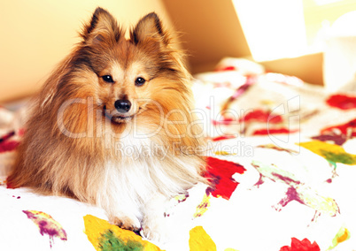 young shetland sheepdog lies bedcover