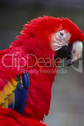 Scarlet Macaw