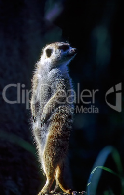 Meerkat