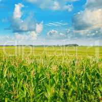 green corn field and blue sky