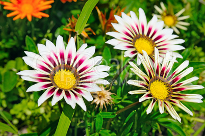 white daisies on a background of green leaves