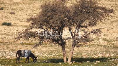 Donkey Eats the Grass Under the Lonely Tree