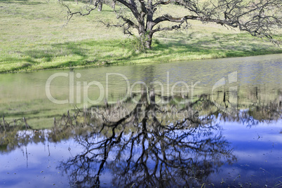 Spring oak and grassland against a pond reflecting trees