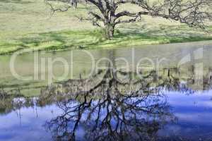 Spring oak and grassland against a pond reflecting trees