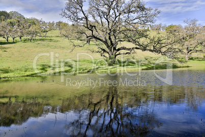 Spring oak and grassland against a pond reflecting trees