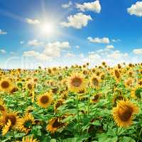 sunflowers on a background of blue sky