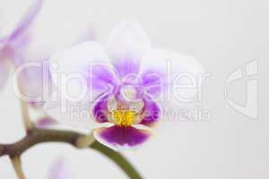 Bluete einer Orchidee