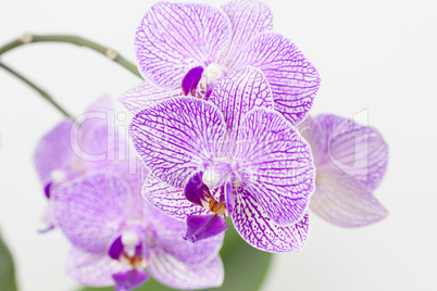 Orchideen vor einem weissen Hintergrund