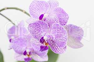 Orchideen vor einem weissen Hintergrund