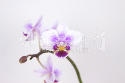 Orchideenbluete