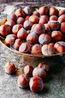 Fruits of hazelnut