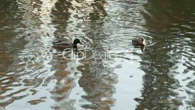 ducks swimming in the river