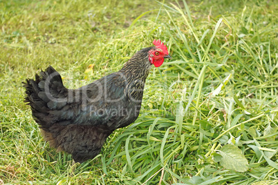 Black hen among grasses