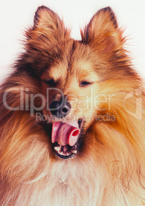 yawn sheltie dog portrait