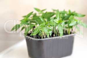 Seedlings of sweet pepper in the container of land.