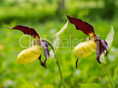 Gelber Frauenschuh-Cypripedium calceolus