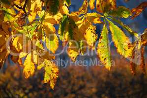 Herbstlaub in der Sonne