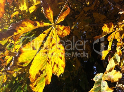 Leaves in the sun of Paris / Herbstlaub in der Sonne
