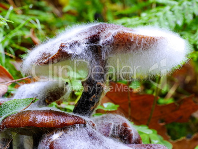 Rüblingpilz mit Schimmelbefall