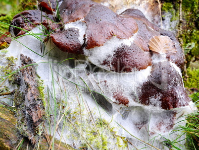 Rüblingpilz mit Schimmelbefall