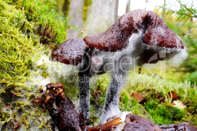 Rüblingpilz mit Schimmelbefall