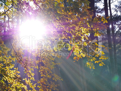 Buchenlaubwald im Herbst