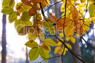 Buchenlaubwald im Herbst