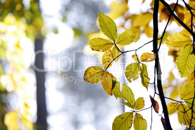 Buchenlaubwald im Herbst