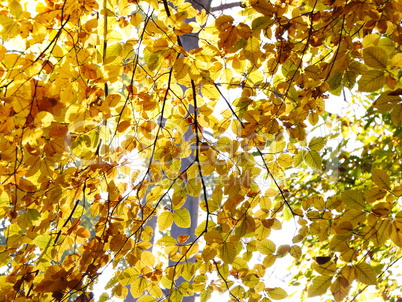 Buchenlaubwald im Herbst