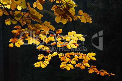 Buchenlaubwald im Herbst