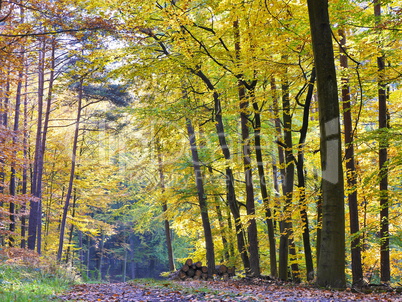 Buchenlaubwald im Herbst