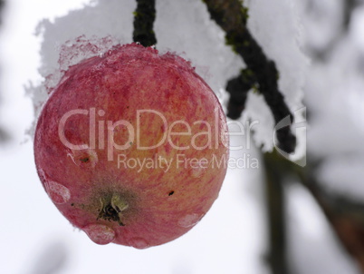 Apfel im Schnee