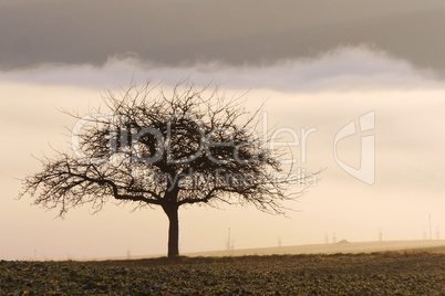 Apfelbaum auf dem Feld