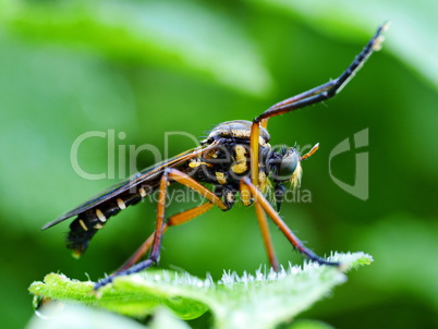 Tipula crocata