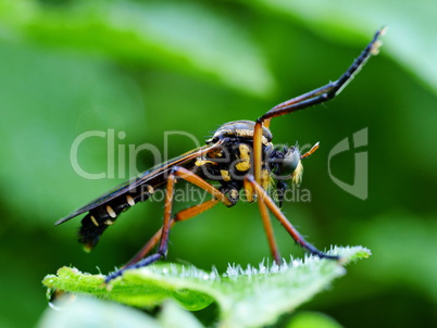 Tipula crocata