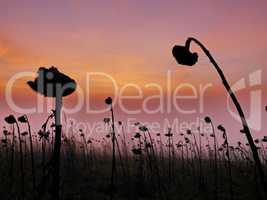 Vertrocknete Sonnenblumen im Winter