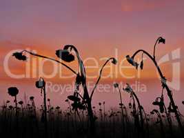 Vertrocknete Sonnenblumen im Winter