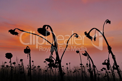 Vertrocknete Sonnenblumen im Winter