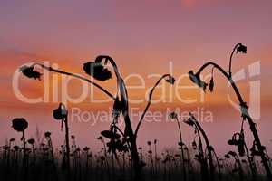 Vertrocknete Sonnenblumen im Winter