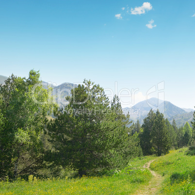 Beautiful pine trees on background high mountains