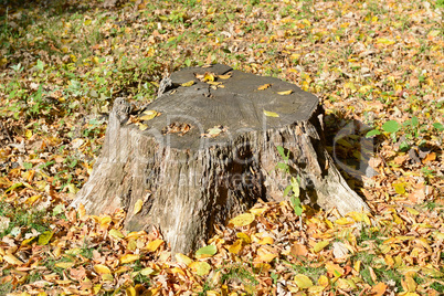 Stump of the cut tree