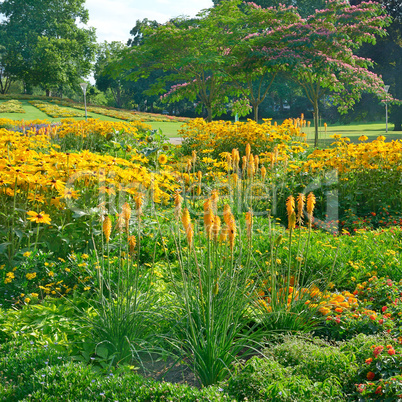 Blossoming flowerbeds in the park